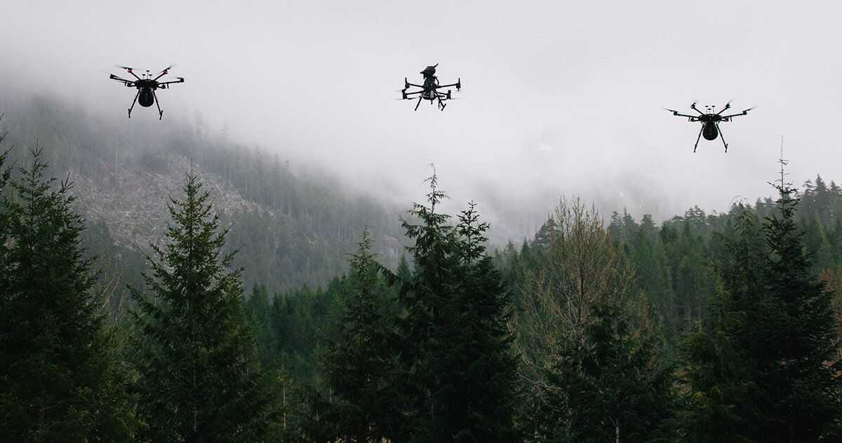 Drones e cápsulas de sementes: Canadá aposta em tecnologia para reflorestar áreas queimadas