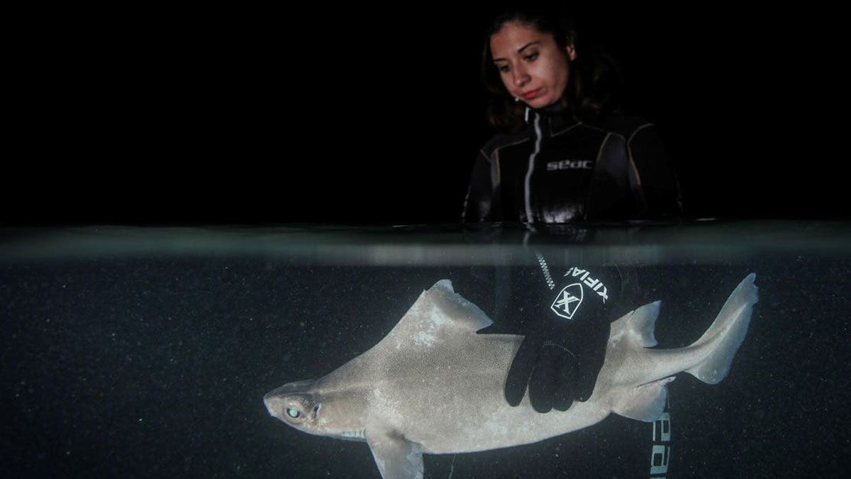No Adriático, cientistas e pescadores se unem para salvar tubarões