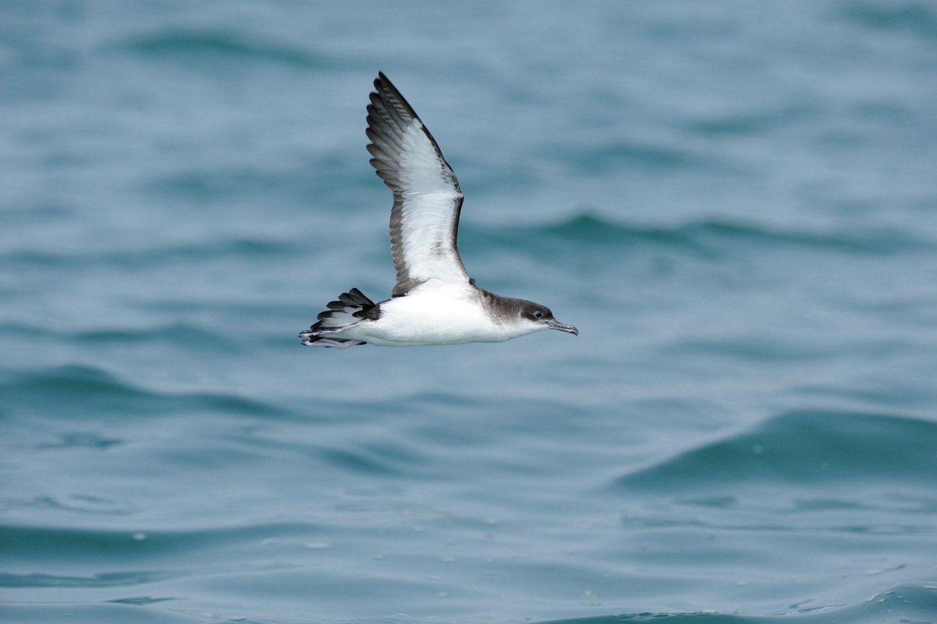 Jet lag desorienta aves em voos transatlânticos