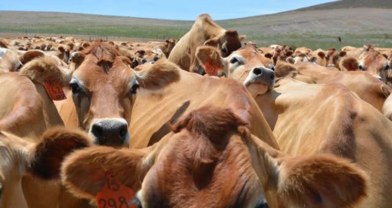 União Europeia impõe novas regras sanitárias e testa resiliência do agronegócio brasileiro