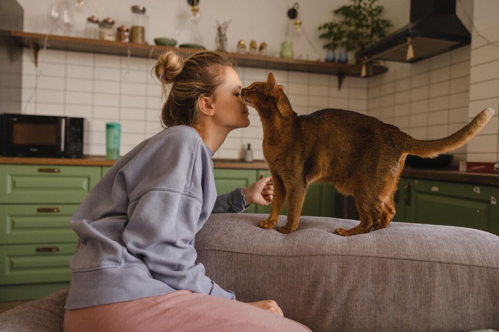 Por que o gato lambe seu dono — a ciência por trás do comportamento