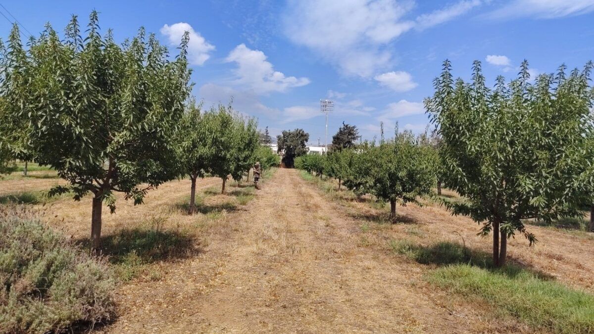 A Espanha redesenha a amêndoa para um clima mais seco