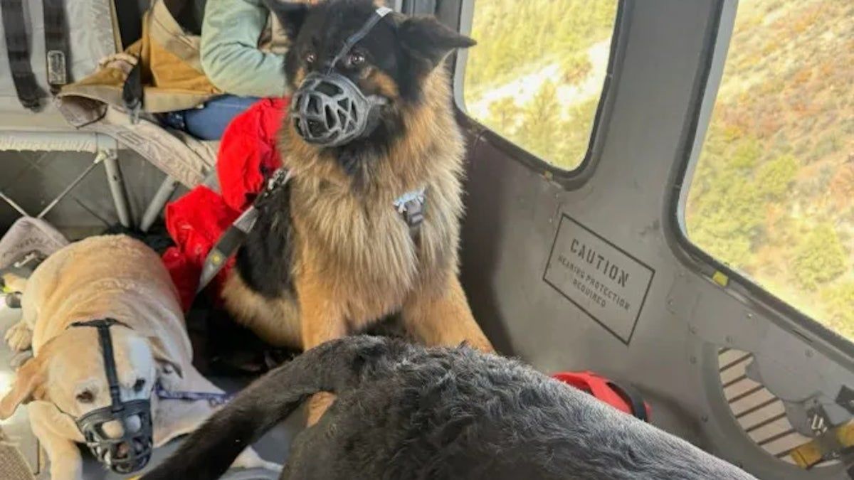 Casal e pets sobrevivem 11 horas em motorhome virado por enxurrada