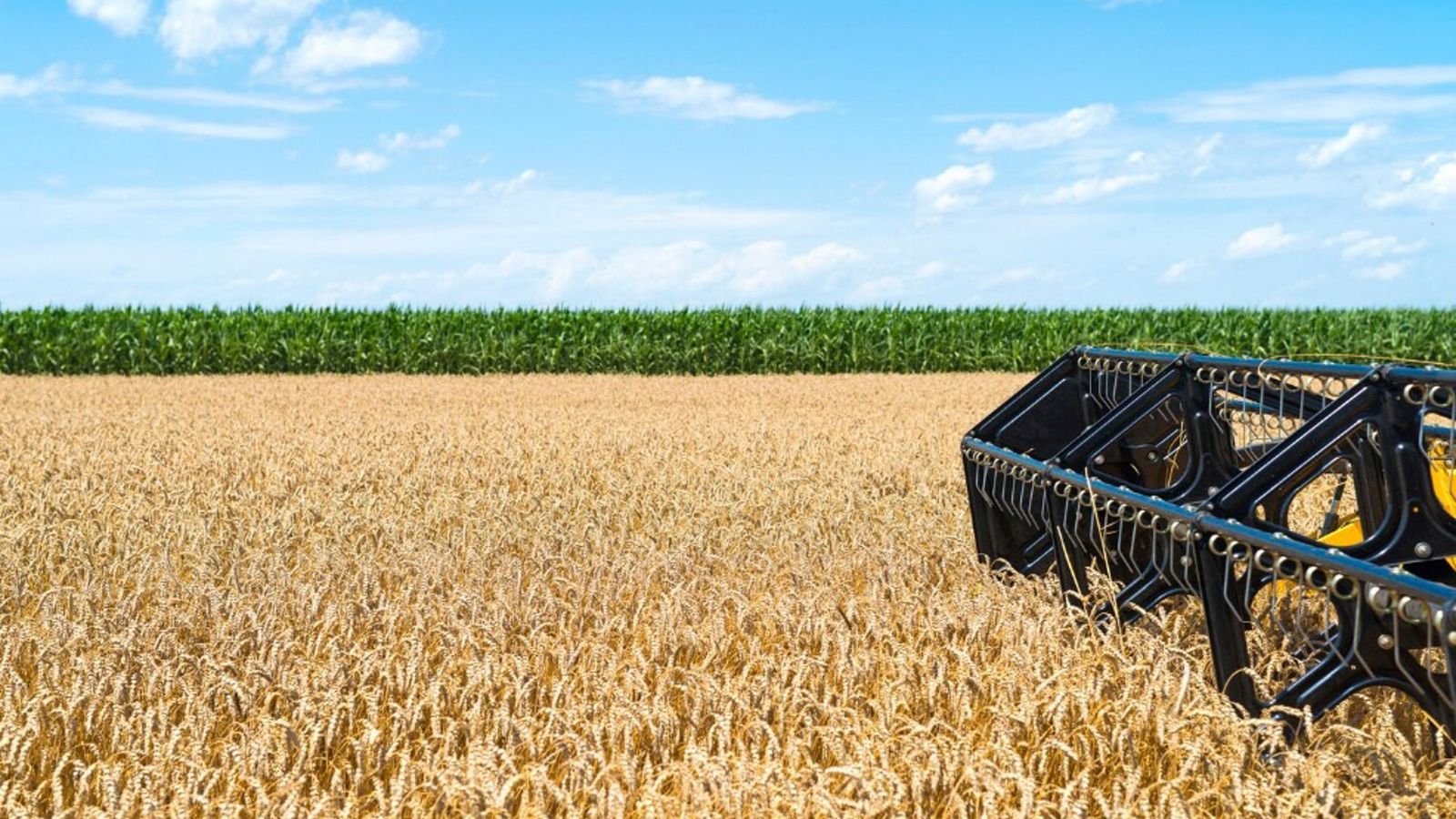 Ondas de calor destroem 30% da safra de cereais na Espanha