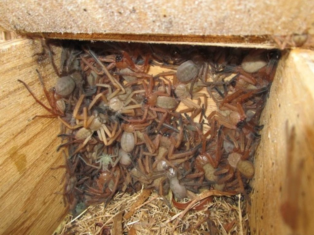 Aranhas sociais: cooperação e sacrifício em nome da evolução