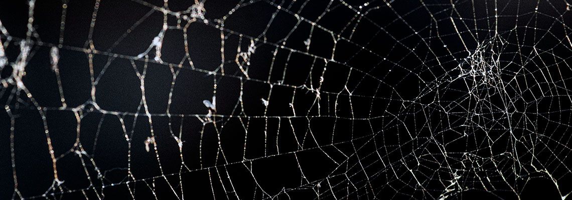 A teia de aranha virou o melhor sensor da natureza