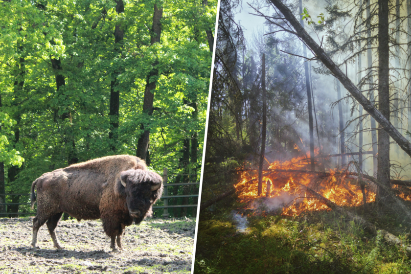 Sete bisontes contra o fogo: uma fábula climática