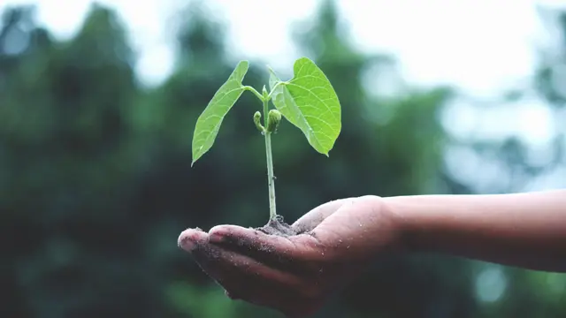 CVM recua em padrões de sustentabilidade — e mercado teme perda de comparabilidade
